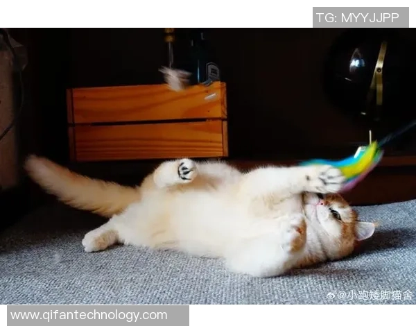 足球明星猫舍真实图片展现萌宠与运动员的温馨生活瞬间